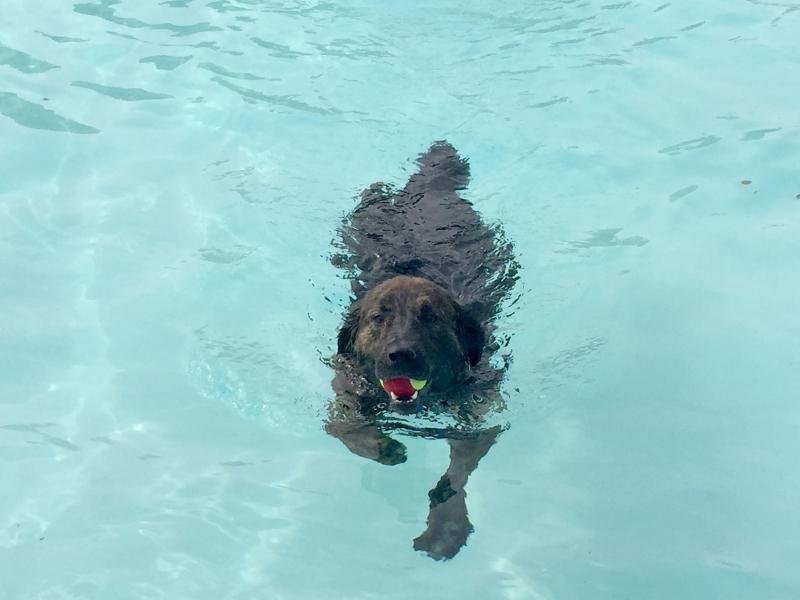Two-year-old Barkley tried to collect several tennis balls at a time out of the pool. BY ANGIE HILSMAN